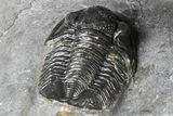 Multi-Toned Hollardops Trilobite With Gerastos #381560-6